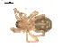  ( - BIOUG00168-C01)  @12 [ ] CC-0  G. Blagoev 2010 Unspecified