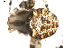  ( - BIOUG00170-C06)  @12 [ ] CC-0  G. Blagoev 2010 Unspecified