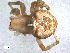  ( - BIOUG00170-D11)  @12 [ ] CC-0  G. Blagoev 2010 Unspecified