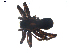  ( - BIOUG00198-E04)  @12 [ ] CC-0  G. Blagoev 2010 Unspecified