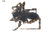  ( - BIOUG00198-H11)  @12 [ ] CC-0  G. Blagoev 2010 Unspecified