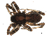  ( - BIOUG00509-D03)  @12 [ ] CC-0  G. Blagoev 2010 Unspecified