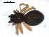  ( - BIOUG00510-D08)  @12 [ ] CC-0  G. Blagoev 2010 Unspecified