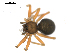  ( - BIOUG00510-D10)  @12 [ ] CC-0  G. Blagoev 2010 Unspecified