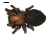  ( - BIOUG00510-E04)  @12 [ ] CC-0  G. Blagoev 2010 Unspecified