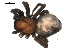  ( - BIOUG00510-E05)  @12 [ ] CC-0  G. Blagoev 2010 Unspecified
