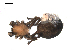  ( - BIOUG00510-E06)  @12 [ ] CC-0  G. Blagoev 2010 Unspecified