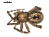  (Enoplognatha intrepida - BIOUG00511-C09)  @15 [ ] CC-0  G. Blagoev 2010 Unspecified