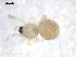  ( - BIOUG00511-C12)  @12 [ ] CC-0  G. Blagoev 2010 Unspecified