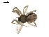  ( - BIOUG00511-F11)  @13 [ ] CC-0  G. Blagoev 2010 Unspecified