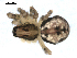  ( - BIOUG00511-H02)  @12 [ ] CC-0  G. Blagoev 2010 Unspecified