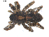  ( - BIOUG00512-E02)  @12 [ ] CC-0  G. Blagoev 2010 Unspecified