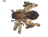  ( - BIOUG00512-E07)  @13 [ ] CC-0  G. Blagoev 2010 Unspecified