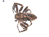 ( - BIOUG00512-G05)  @12 [ ] CC-0  G. Blagoev 2010 Unspecified
