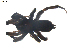 ( - BIOUG00513-D01)  @12 [ ] CC-0  G. Blagoev 2010 Unspecified