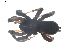  ( - BIOUG00513-D03)  @12 [ ] CC-0  G. Blagoev 2010 Unspecified