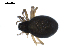  ( - BIOUG00514-E03)  @12 [ ] CC-0  G. Blagoev 2010 Unspecified