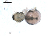  ( - BIOUG00514-E06)  @12 [ ] CC-0  G. Blagoev 2010 Unspecified