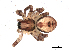  ( - BIOUG00515-C05)  @12 [ ] CC-0  G. Blagoev 2010 Unspecified
