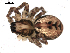  ( - BIOUG00515-C07)  @12 [ ] CC-0  G. Blagoev 2010 Unspecified