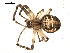  ( - BIOUG00515-D05)  @12 [ ] CC-0  G. Blagoev 2010 Unspecified