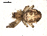  ( - BIOUG00515-D07)  @12 [ ] CC-0  G. Blagoev 2010 Unspecified