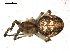  ( - BIOUG00515-D08)  @12 [ ] CC-0  G. Blagoev 2010 Unspecified