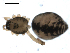  ( - BIOUG00515-D10)  @12 [ ] CC-0  G. Blagoev 2010 Unspecified