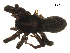 ( - BIOUG00515-G03)  @13 [ ] CC-0  G. Blagoev 2010 Unspecified