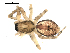  ( - BIOUG00515-G08)  @12 [ ] CC-0  G. Blagoev 2010 Unspecified