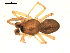  (Grammonota vittata - BIOUG00516-C05)  @12 [ ] CC-0  G. Blagoev 2010 Unspecified