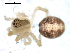  ( - BIOUG00516-E06)  @12 [ ] CC-0  G. Blagoev 2010 Unspecified
