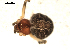  ( - BIOUG00517-B04)  @12 [ ] CC-0  G. Blagoev 2010 Unspecified