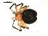  ( - BIOUG00517-B07)  @13 [ ] CC-0  G. Blagoev 2010 Unspecified