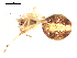  ( - BIOUG00517-D01)  @12 [ ] CC-0  G. Blagoev 2010 Unspecified