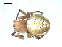  ( - BIOUG00518-A04)  @13 [ ] CC-0  G. Blagoev 2010 Unspecified