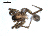  ( - BIOUG00518-D02)  @12 [ ] CC-0  G. Blagoev 2010 Unspecified