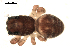  ( - BIOUG00518-D08)  @12 [ ] CC-0  G. Blagoev 2010 Unspecified