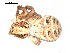  ( - BIOUG00518-F06)  @12 [ ] CC-0  G. Blagoev 2010 Unspecified