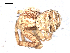  ( - BIOUG00518-F10)  @12 [ ] CC-0  G. Blagoev 2010 Unspecified
