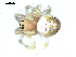 ( - BIOUG00519-A09)  @13 [ ] CC-0  G. Blagoev 2010 Unspecified