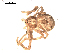  ( - BIOUG00519-D11)  @12 [ ] CC-0  G. Blagoev 2010 Unspecified