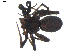  ( - BIOUG00521-C12)  @12 [ ] CC-0  G. Blagoev 2010 Unspecified