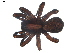  ( - BIOUG00521-D10)  @13 [ ] CC-0  G. Blagoev 2010 Unspecified