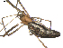  ( - BIOUG00521-E01)  @13 [ ] CC-0  G. Blagoev 2010 Unspecified