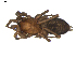  (Drassodes neglectus - BIOUG00521-E02)  @15 [ ] CC-0  G. Blagoev 2010 Unspecified