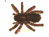  ( - BIOUG00524-H06)  @12 [ ] CC-0  G. Blagoev 2010 Unspecified