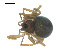  ( - BIOUG00529-E06)  @13 [ ] CC-0  G. Blagoev 2010 Unspecified