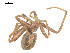  ( - BIOUG00529-H09)  @12 [ ] CC-0  G. Blagoev 2010 Unspecified