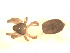  ( - BIOUG00530-B07)  @12 [ ] CC-0  G. Blagoev 2010 Unspecified